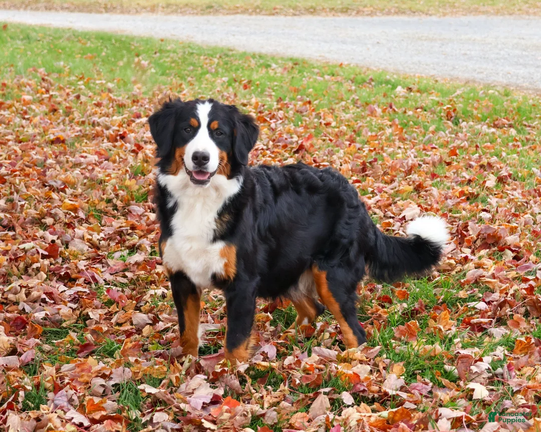 Bernese Mountain Dog dogs for sale: Liberty - Ad 7
