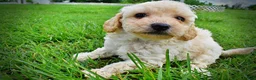 Havapoo dogs for sale: Avalon-SUMMER SALE!! $100 off listed price-this week only!  - Ad 7