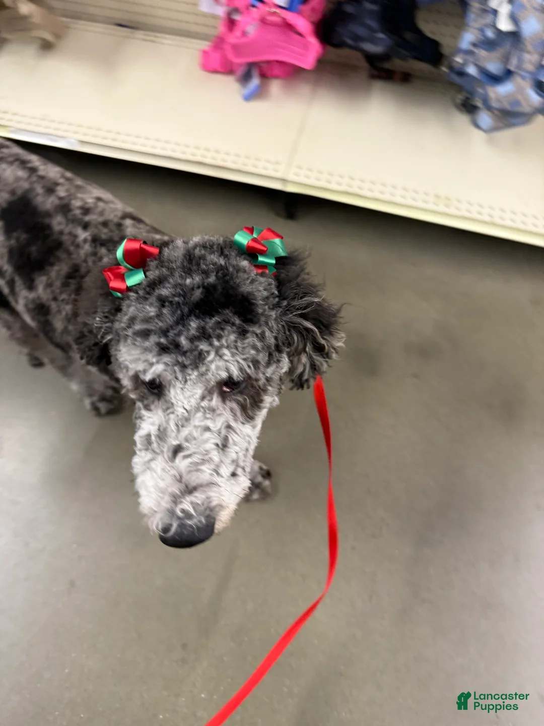 Goldendoodle dogs for sale: Goldendoodle  - Ad 2