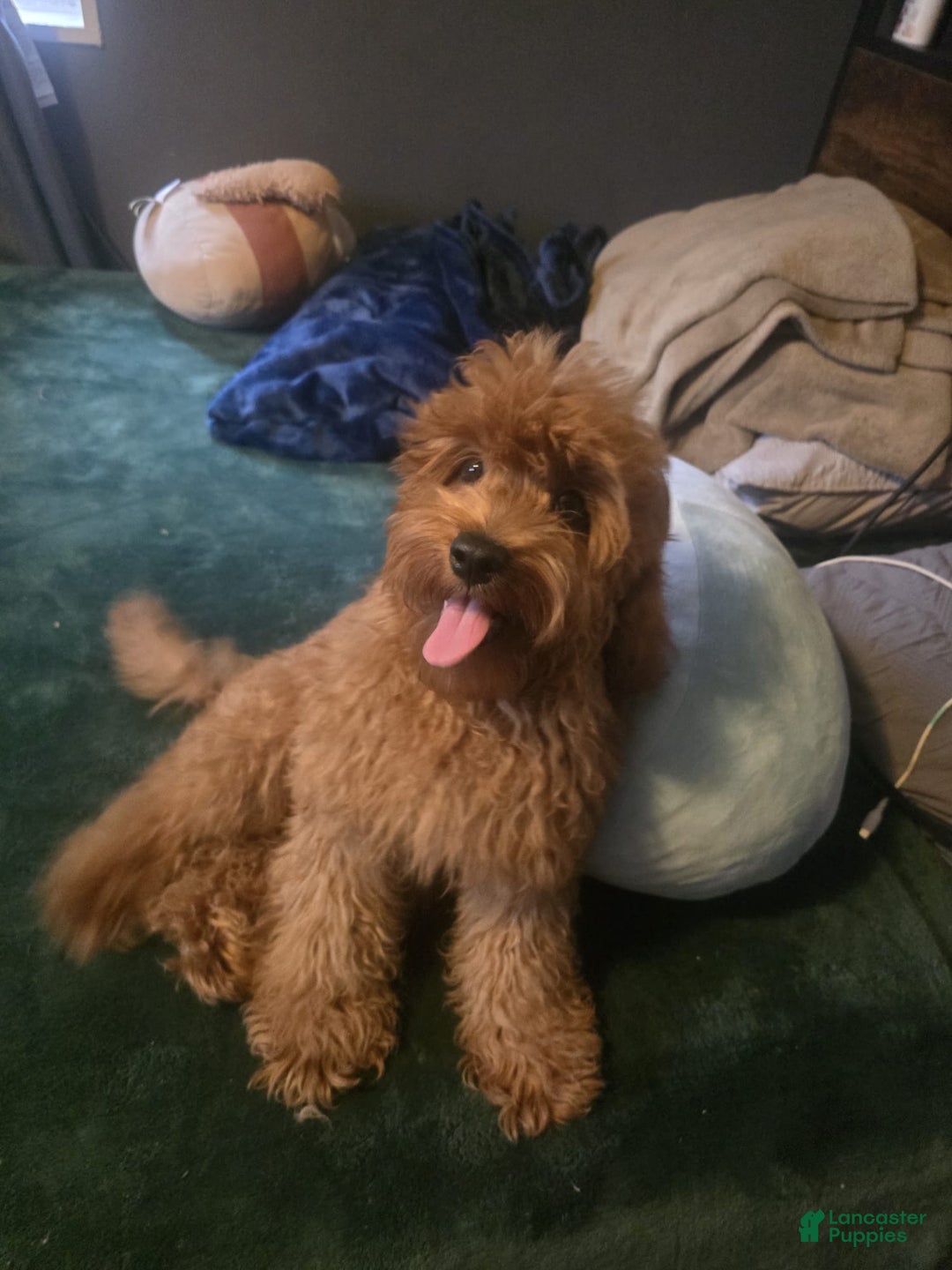 Cavapoo dogs for sale: Cavapoo Puppy 1 - Ad 1