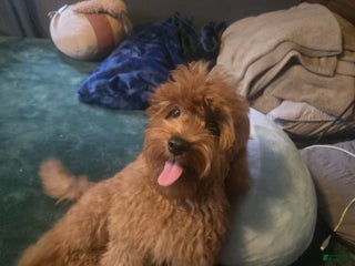 Cavapoo dogs Cavapoo Puppy 1 - Ad 4