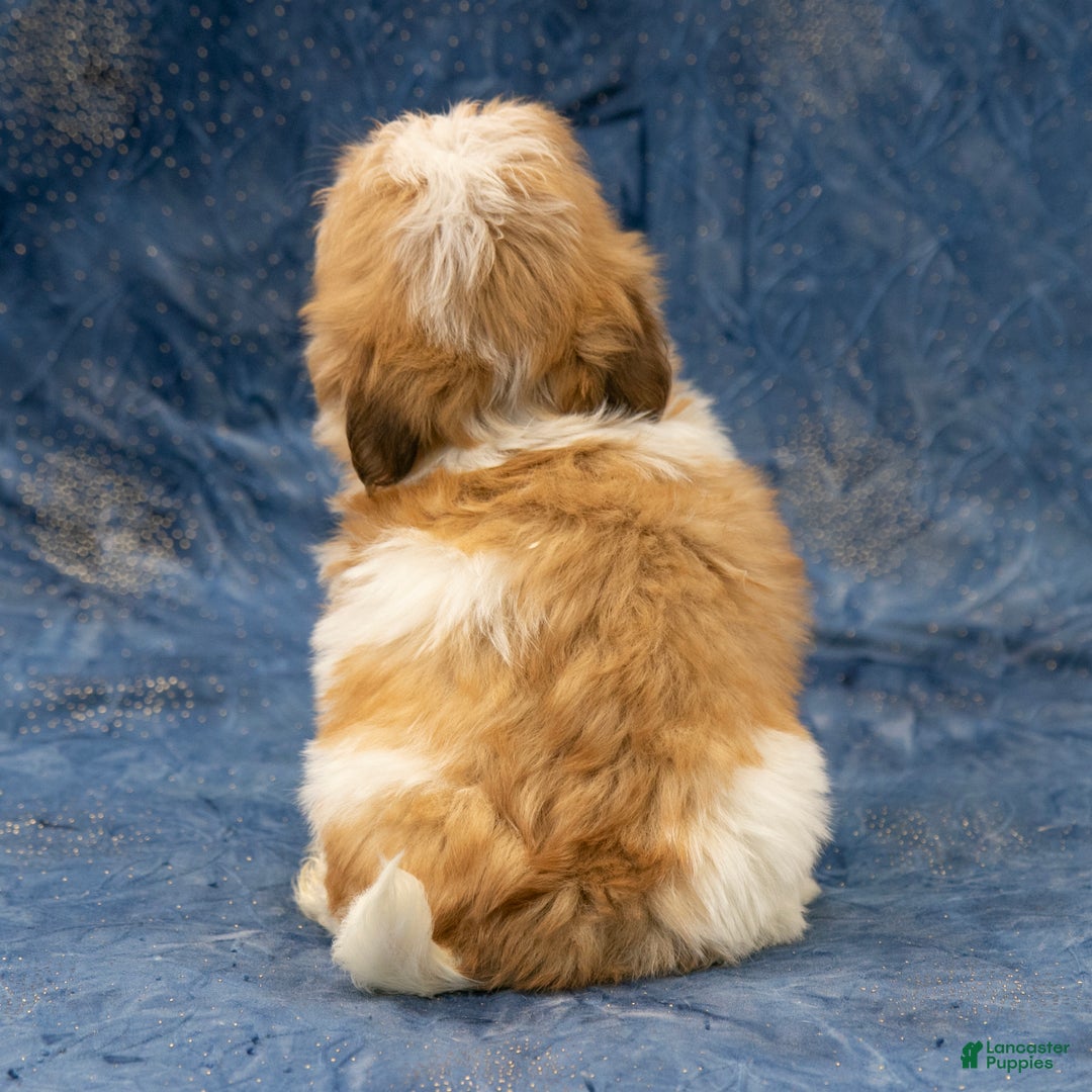 Havapoo dogs for sale: Max - Ad 5