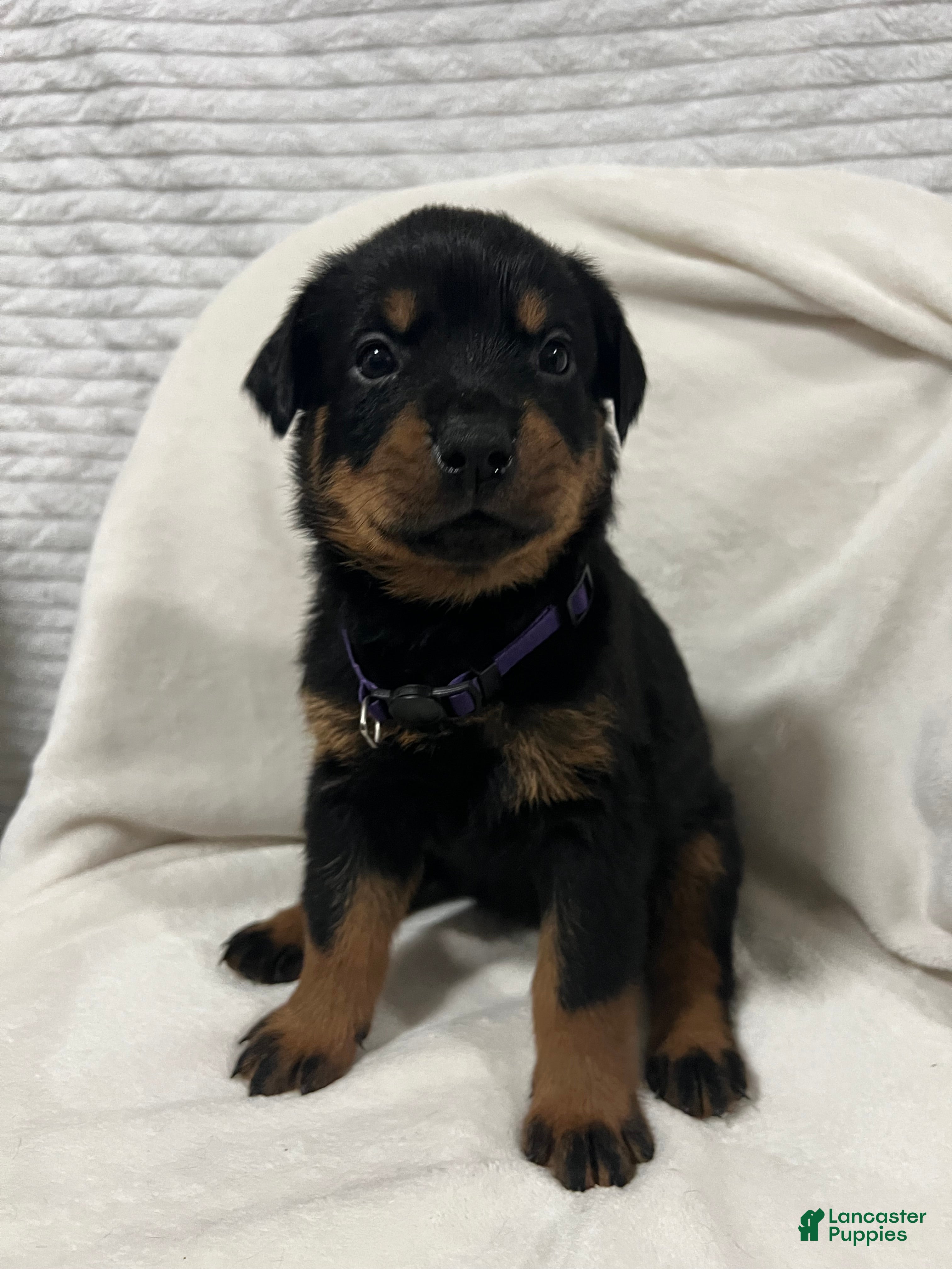 Rottweiler dogs lady - Ad 29