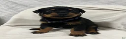 Rottweiler dogs for sale: lady - Ad 1