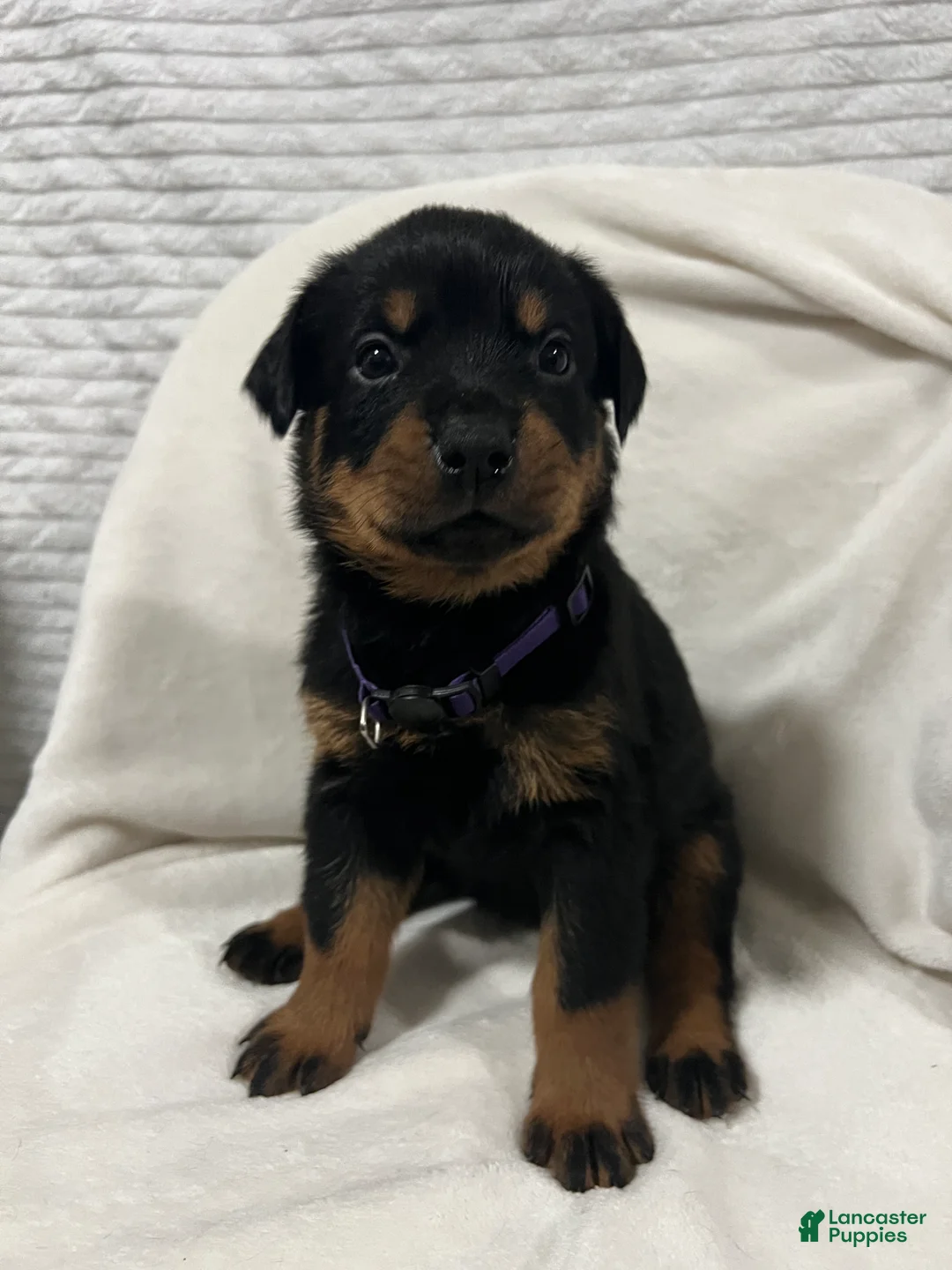 Rottweiler dogs for sale: lady - Ad 1