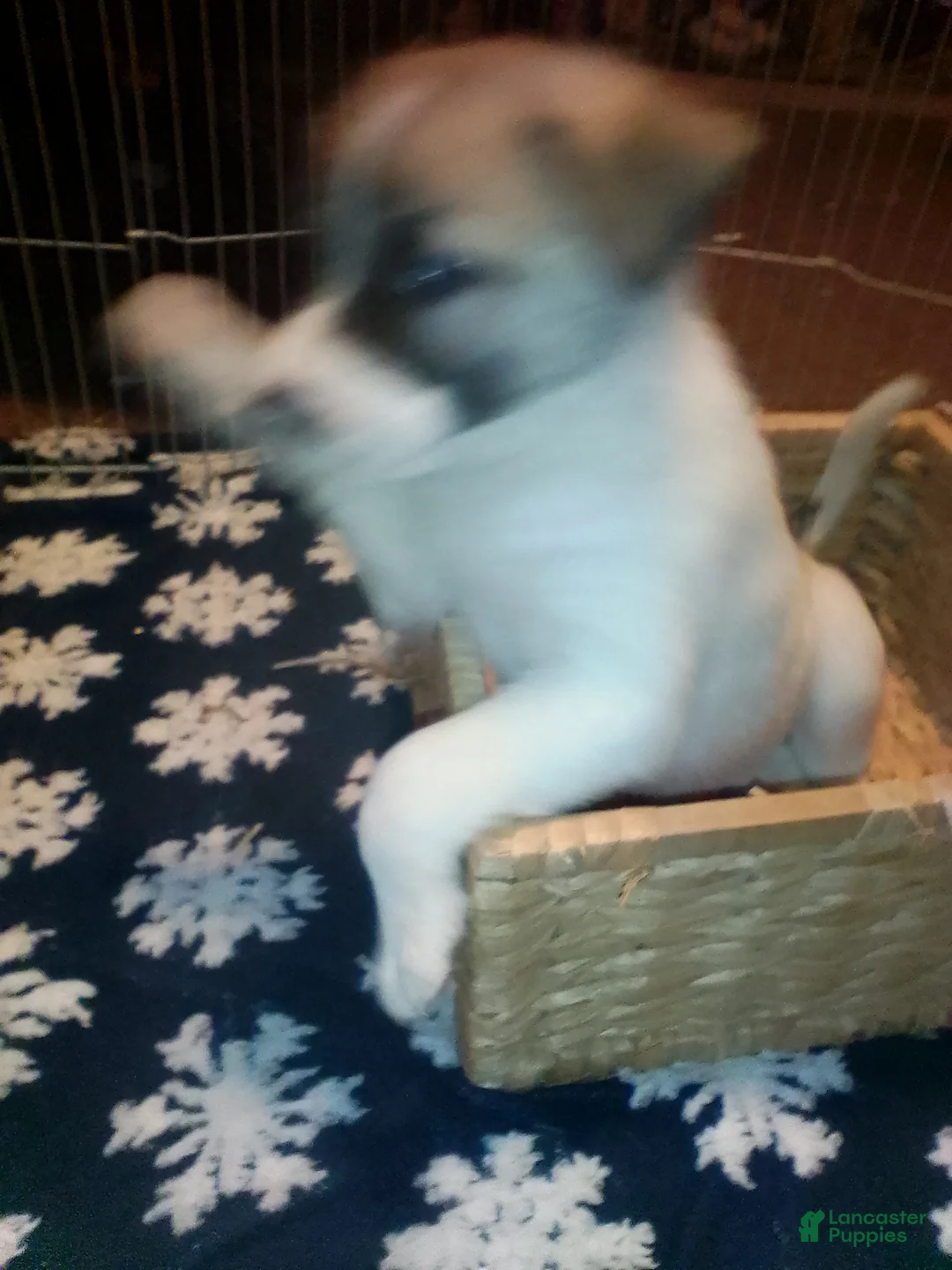 Mixed Breed dogs for sale: BABY JOJO  - Ad 10