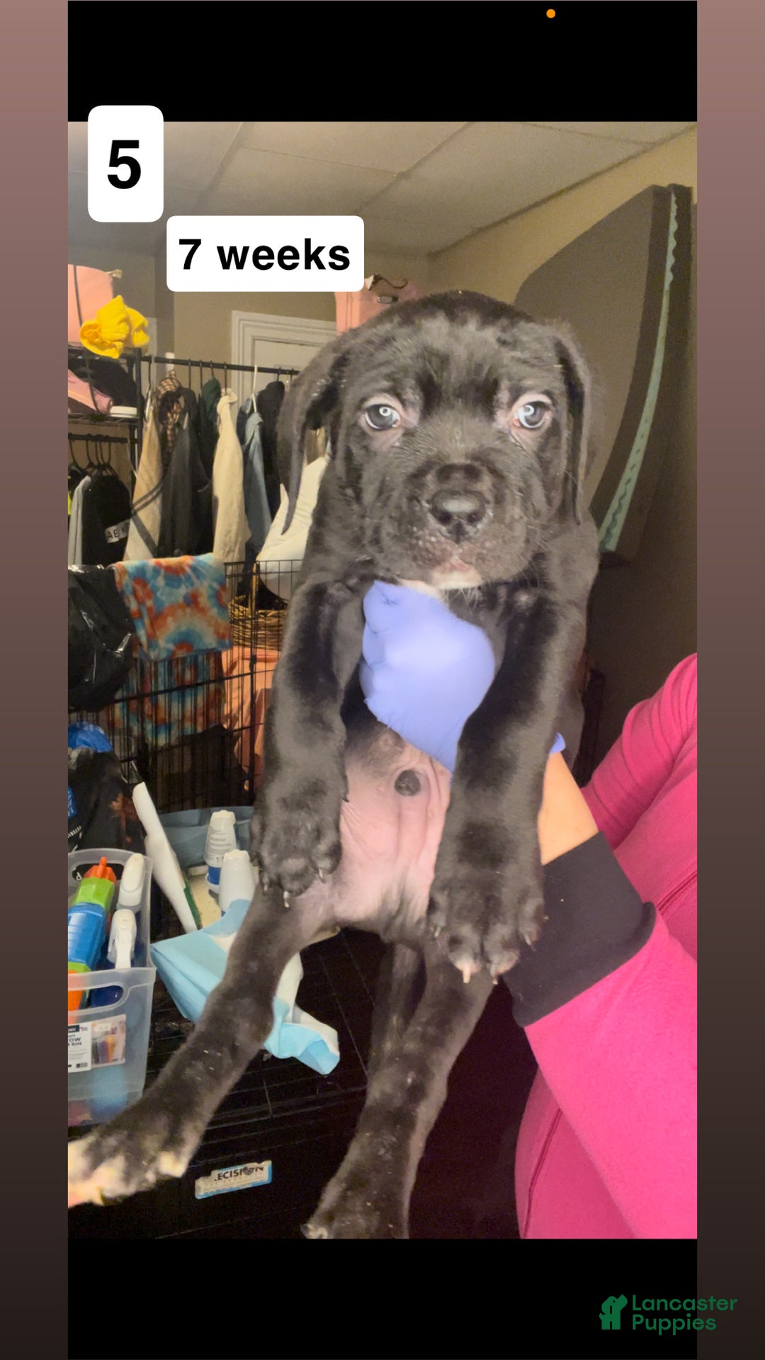 Cane Corso dogs for sale: Cane Corso Puppy 2 - Ad 1