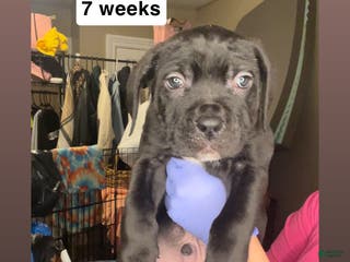 Cane Corso dogs Cane Corso Puppy 2 - Ad 12