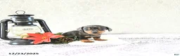 Miniature Dachshund dogs for sale: Mia  - Ad 13