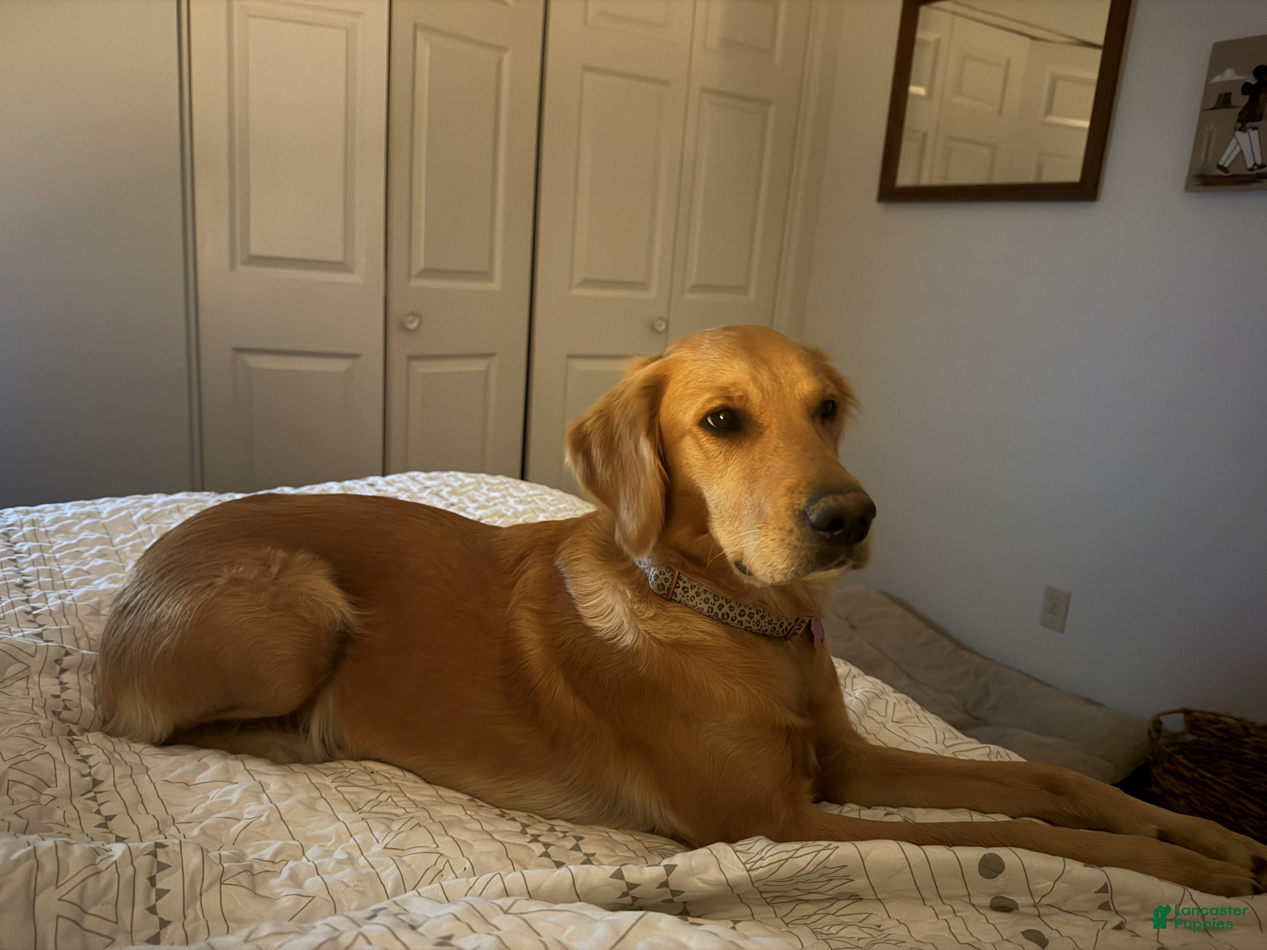 Golden Retriever dogs Little Girl Grey - Ad 1