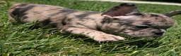 French Bulldog dogs for sale: French Dressing - Ad 7