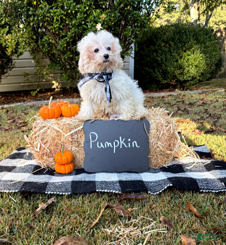 Bichon Frise