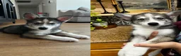 Siberian Husky dogs for sale: Siberian Husky 4 - Ad 1