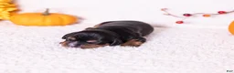 Cavalier King Charles Spaniel dogs for sale: Judah - Ad 4