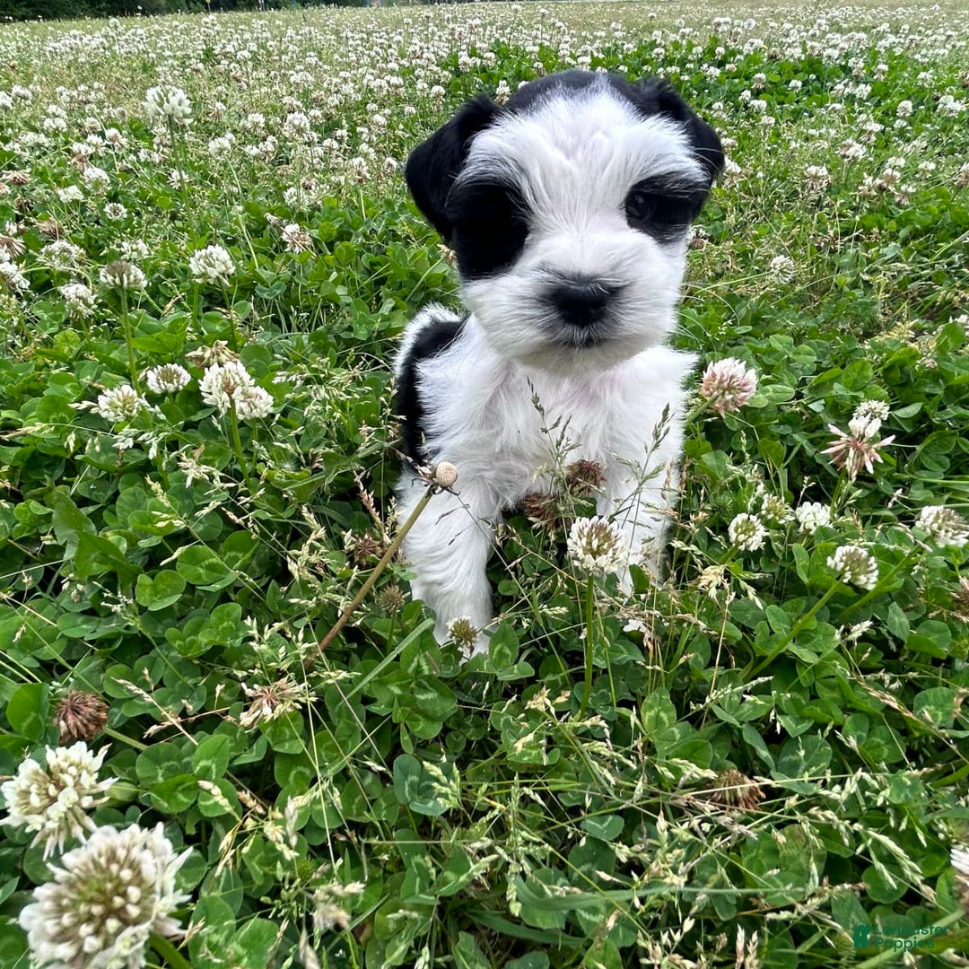 Gallery Image {{count}}