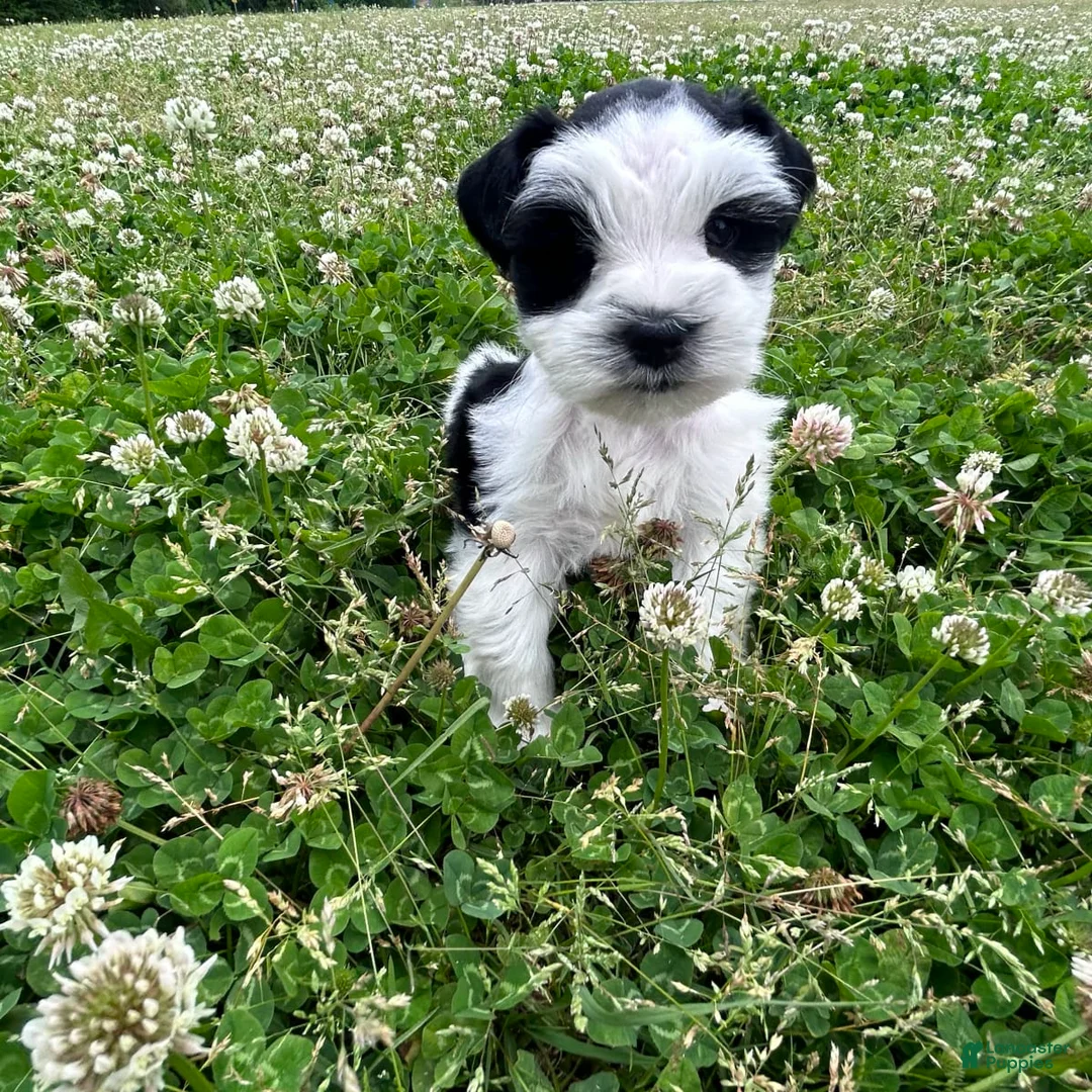 Gallery Image {{count}}