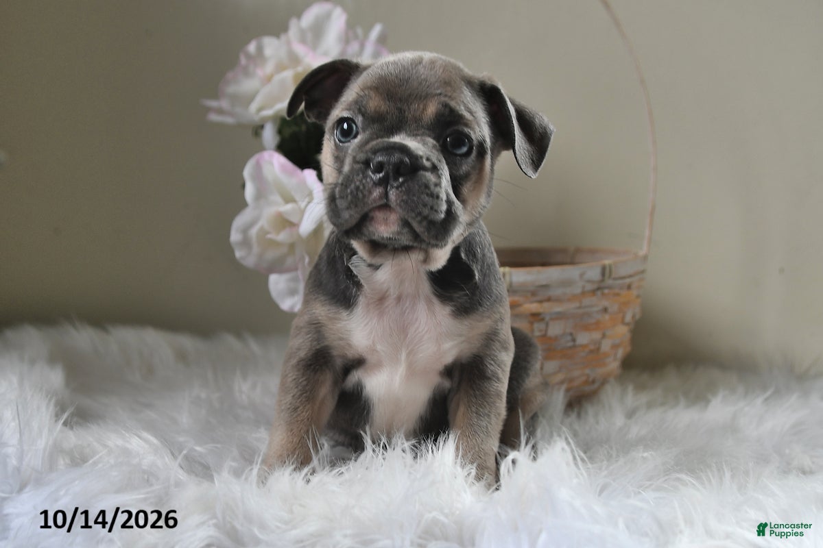 Frenchton dogs Buster - Ad 2