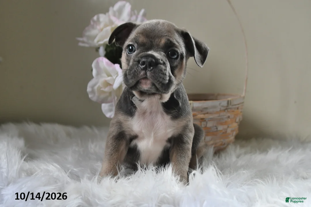 Frenchton dogs for sale: Buster - Ad 2