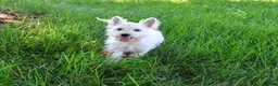 West Highland Terrier dogs for sale: Bonnie - Ad 8