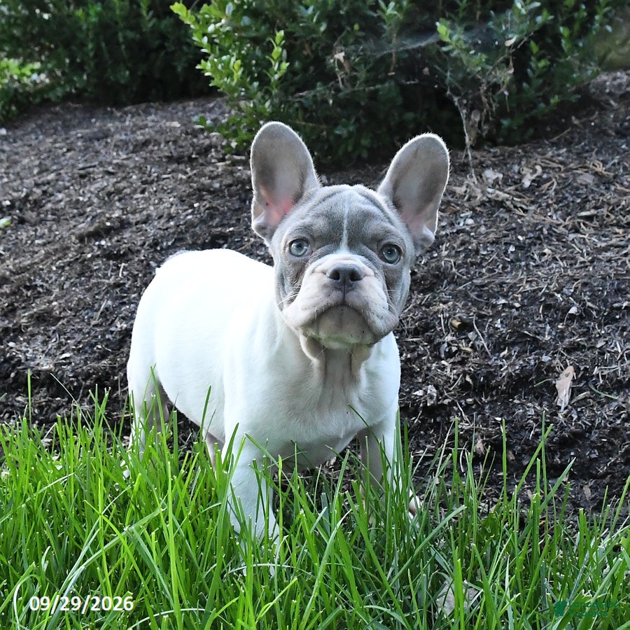 French Bulldog dogs Skipper - Ad 2