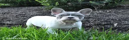 French Bulldog dogs for sale: Skipper - Ad 2