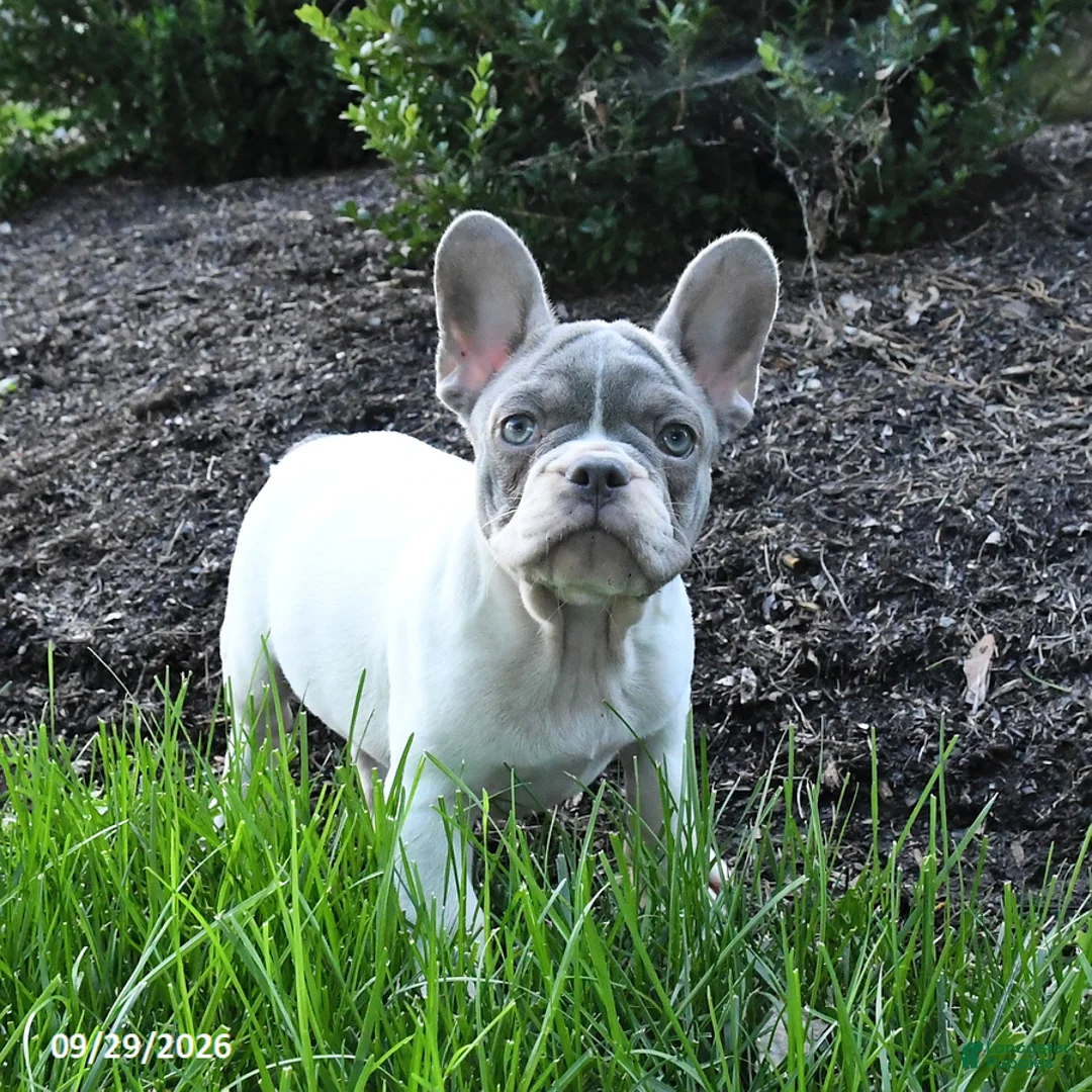 French Bulldog dogs for sale: Skipper - Ad 2