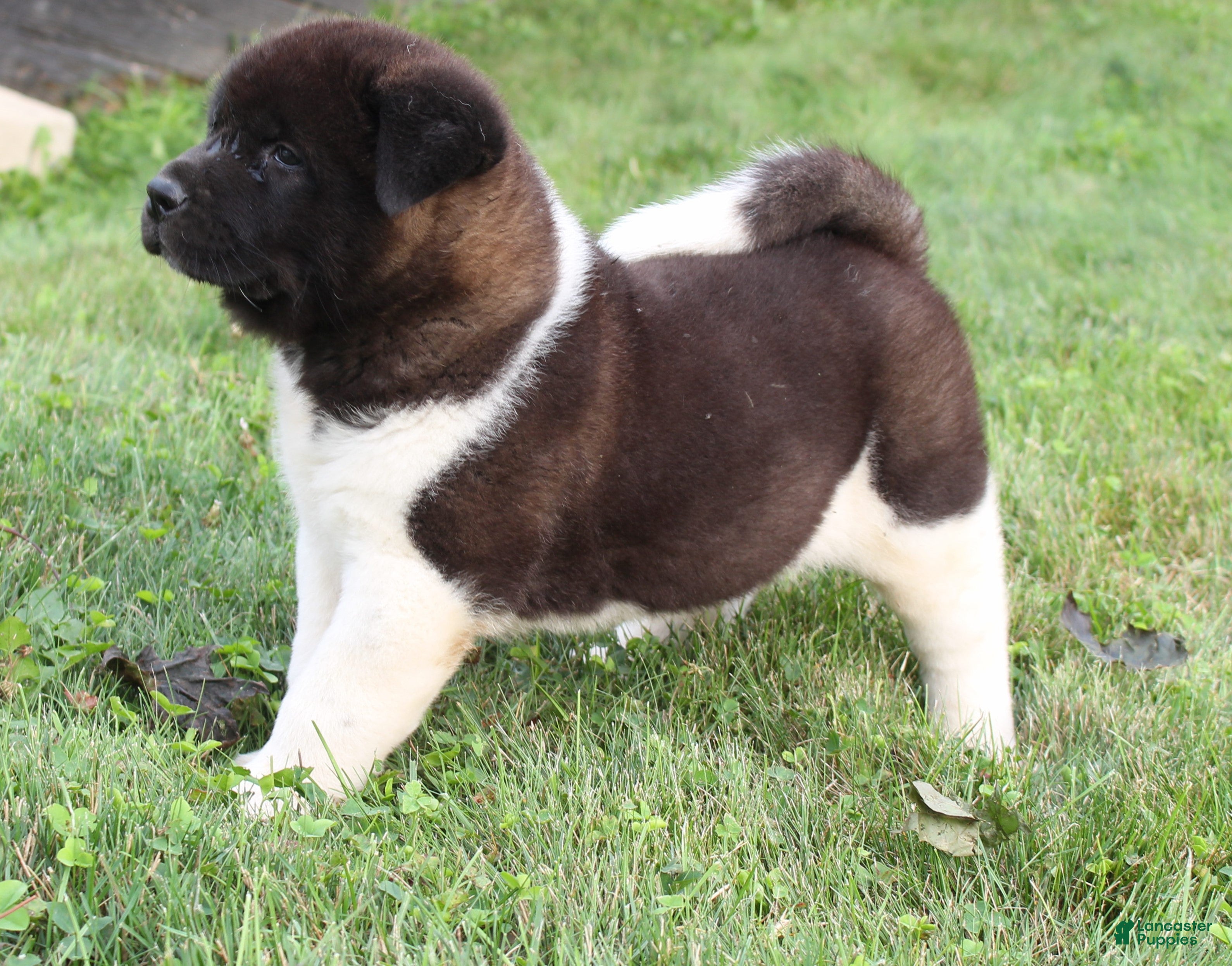 Akita dogs Champ - Ad 1