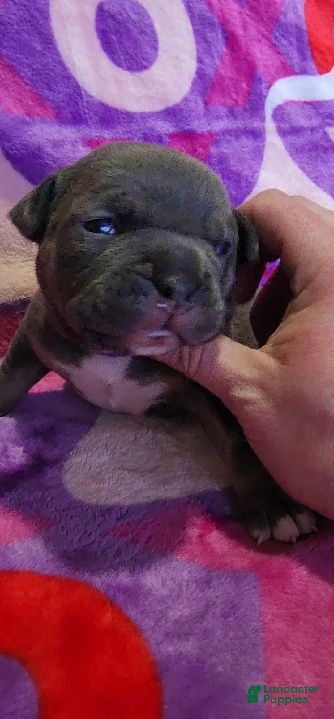American Bully dogs for sale: Wednesday - Ad 1