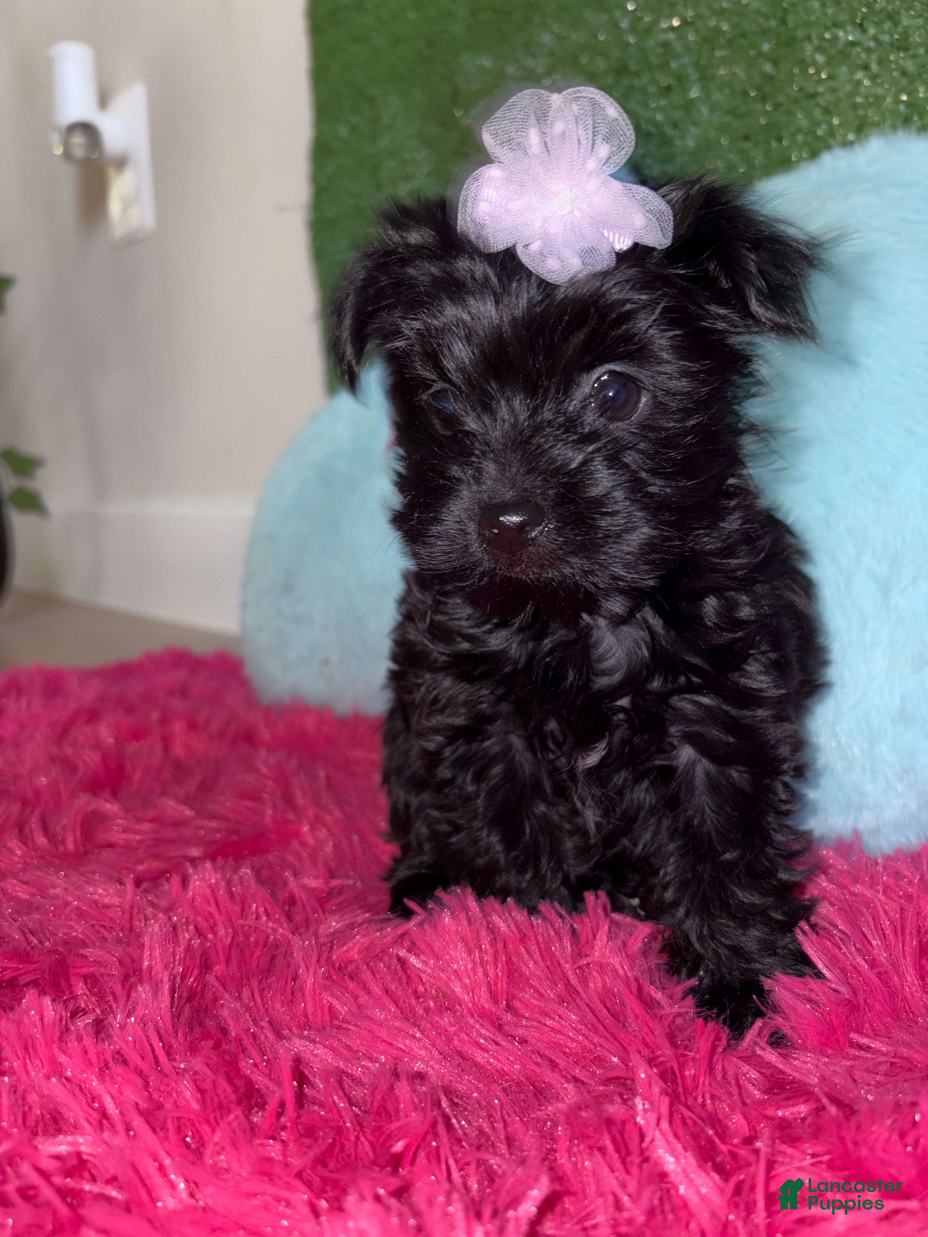 Yorkiepoo dogs for sale: Tulip 🌷  - Ad 1
