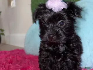 Yorkiepoo dogs for sale: Tulip 🌷 - Ad 1