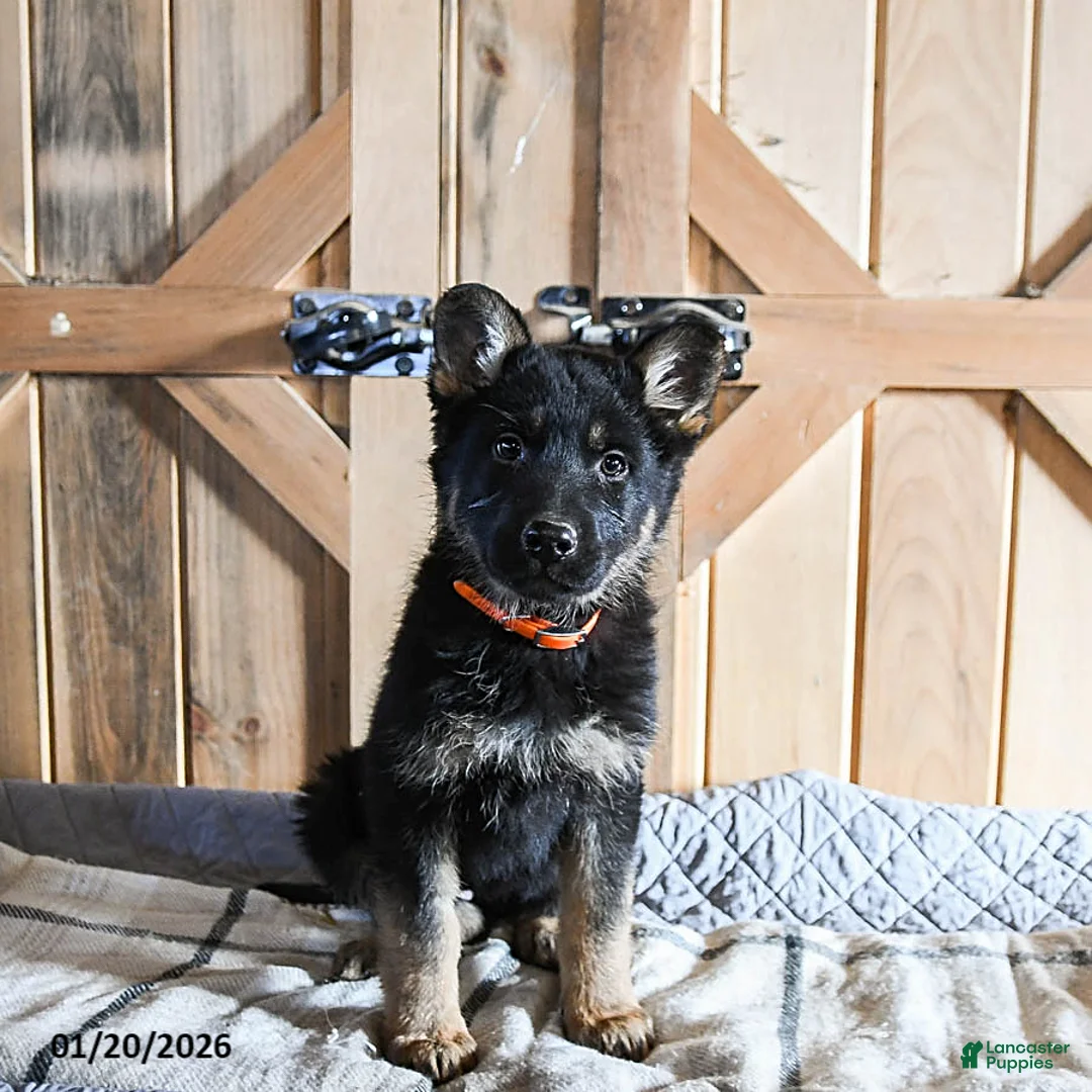 German Shepherd dogs for sale: Mandy - Ad 4