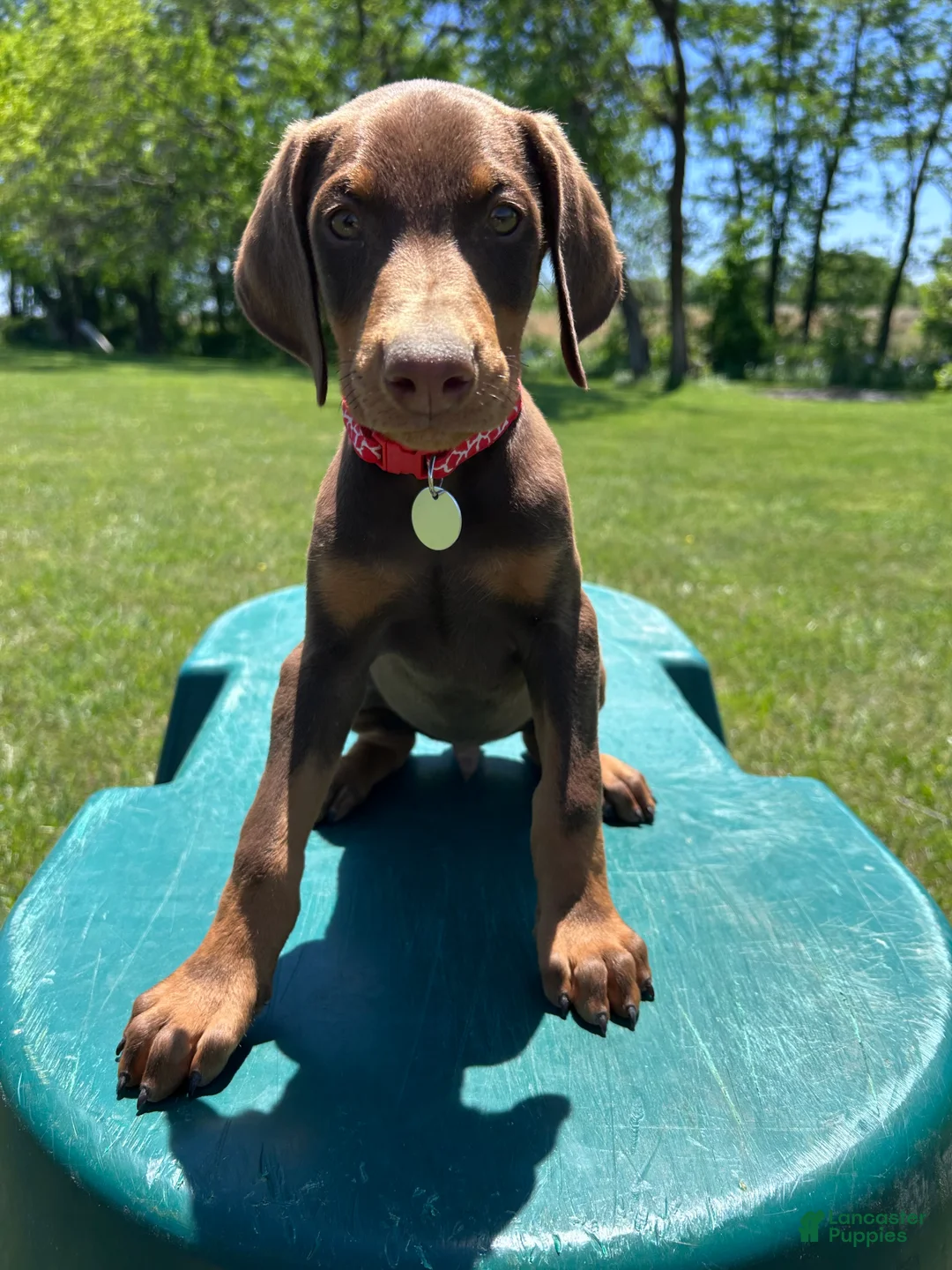 Doberman Pinscher dogs for sale: Doberman Pinscher Puppy 3 - Ad 1
