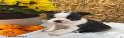 Boston Terrier dogs for sale: Wallace - Ad 1