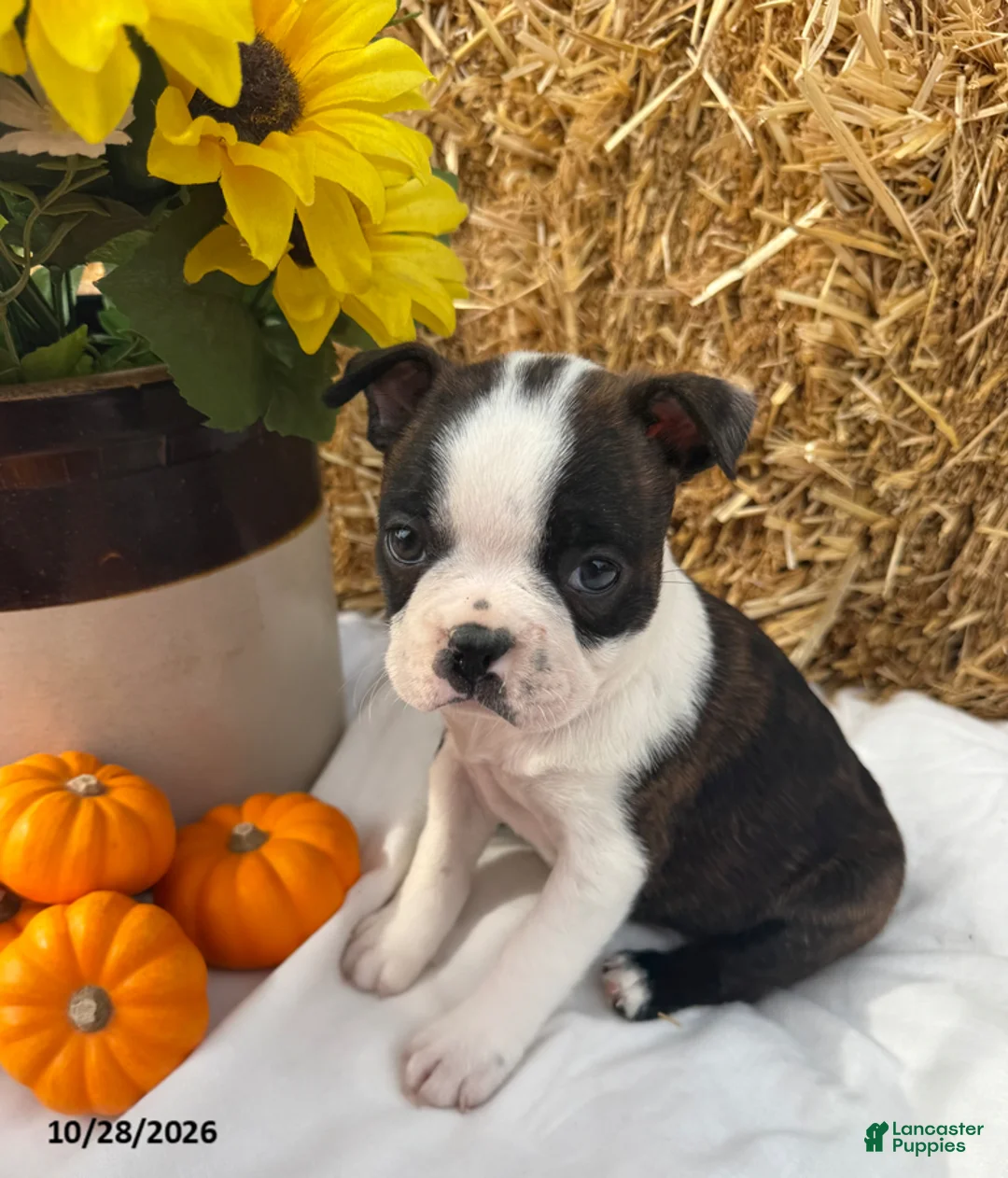 Boston Terrier dogs for sale: Wallace - Ad 1