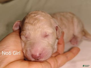 Standard Poodle dogs Standard Poodle Puppy 6 - Ad 41