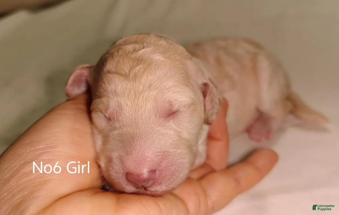 Standard Poodle dogs for sale: Standard Poodle Puppy 6 - Ad 8