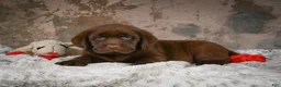 Labrador Retriever dogs for sale: Leo - Ad 6