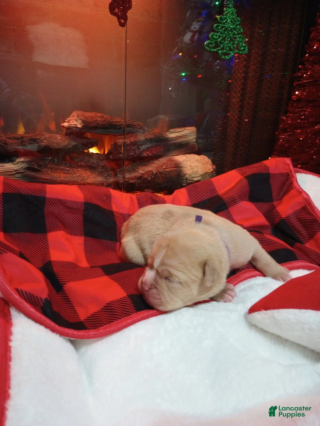 Olde English Bulldogge dogs for sale: Olde English Bulldogge Puppy 6 - Ad 10