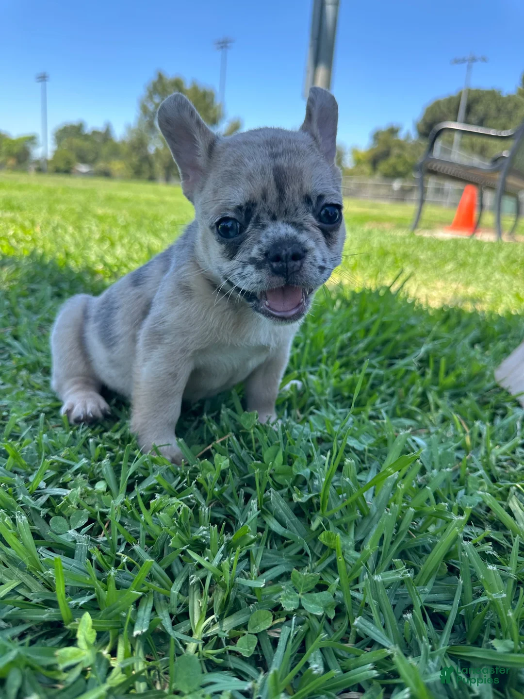 French Bulldog dogs for sale: French Bulldog 2 - Ad 2
