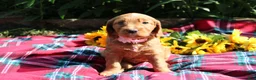 Mixed Breed dogs for sale: Posey - Irish Goldendoodle  - Ad 31