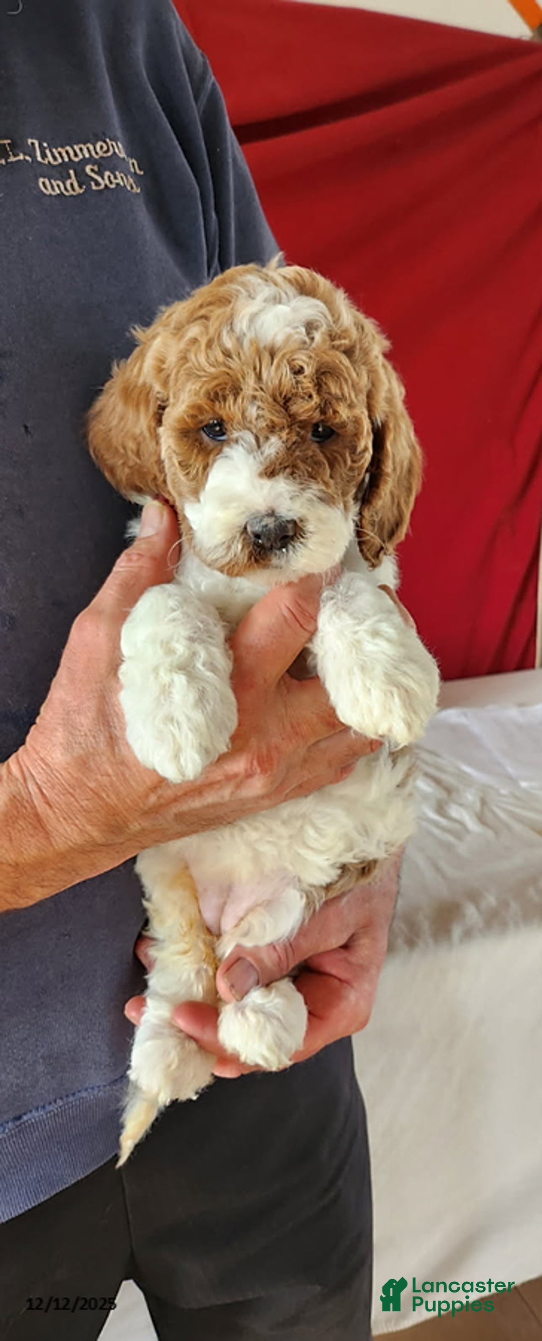 Goldendoodle dogs for sale: Honey - Ad 3