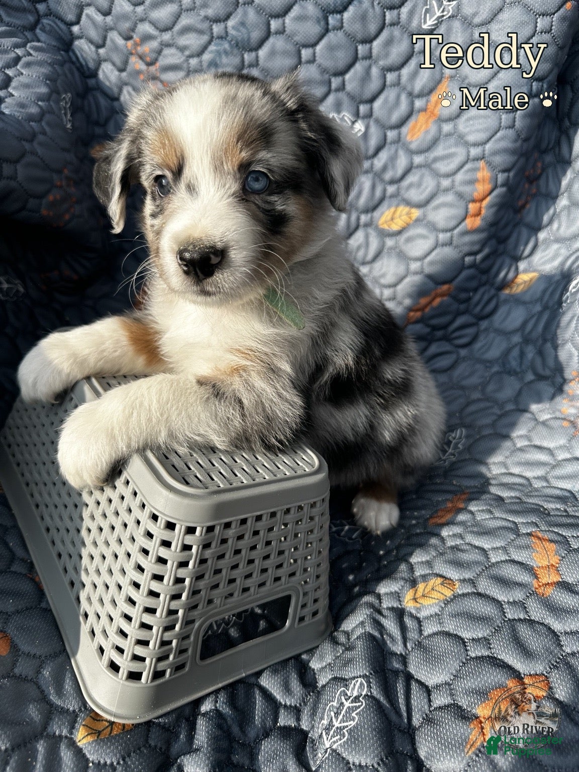 Australian Shepherd dogs for sale: Teddy - Ad 11