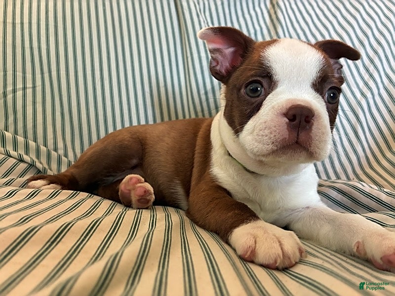 Boston Terrier dogs Caramba - Ad 1