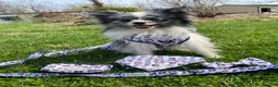 Pomeranian dogs for sale: Pomeranian 1 - Ad 2