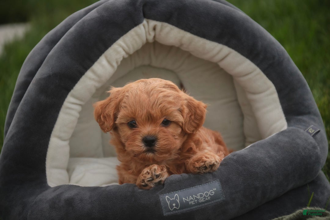 Shihpoo dogs for sale: Tommy Shihpoo  - Ad 2