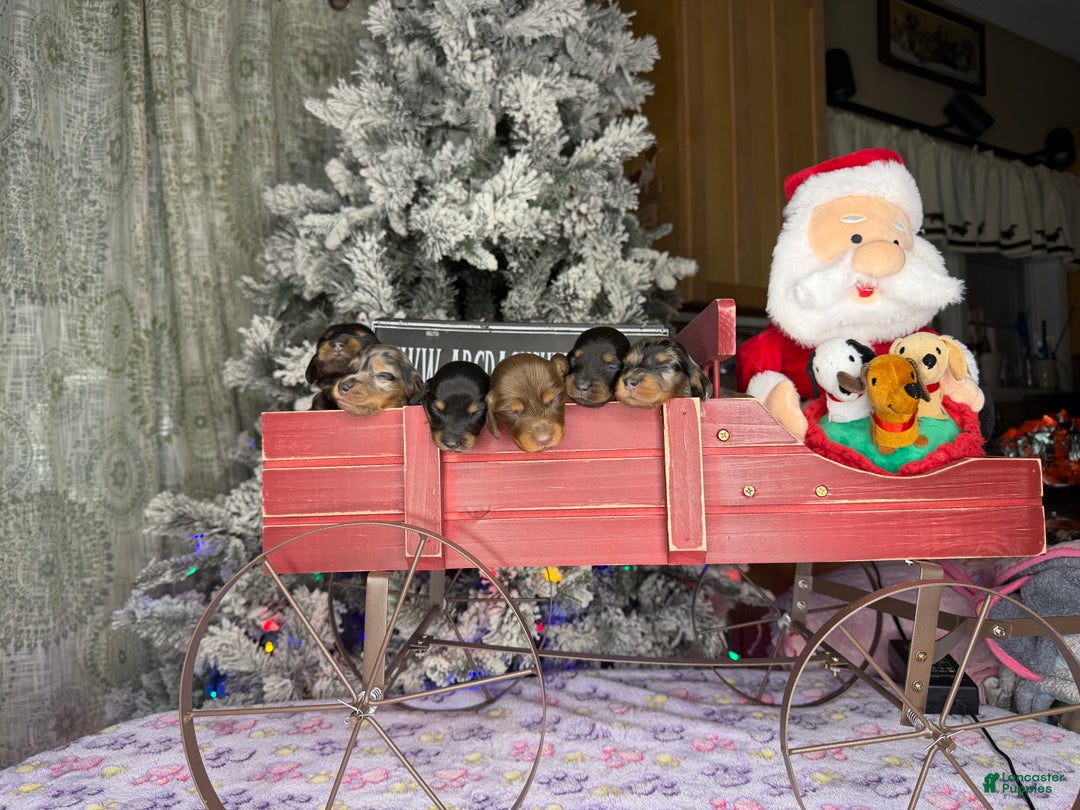 Dachshund dogs for sale: Standard black and tan dapple - Ad 16