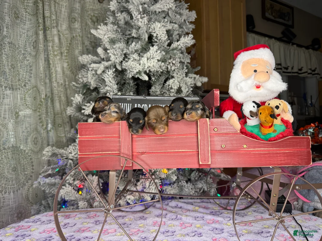 Dachshund dogs for sale: Chocolate mini long coat - Ad 18