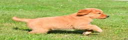 Golden Retriever dogs for sale: Max - Ad 9