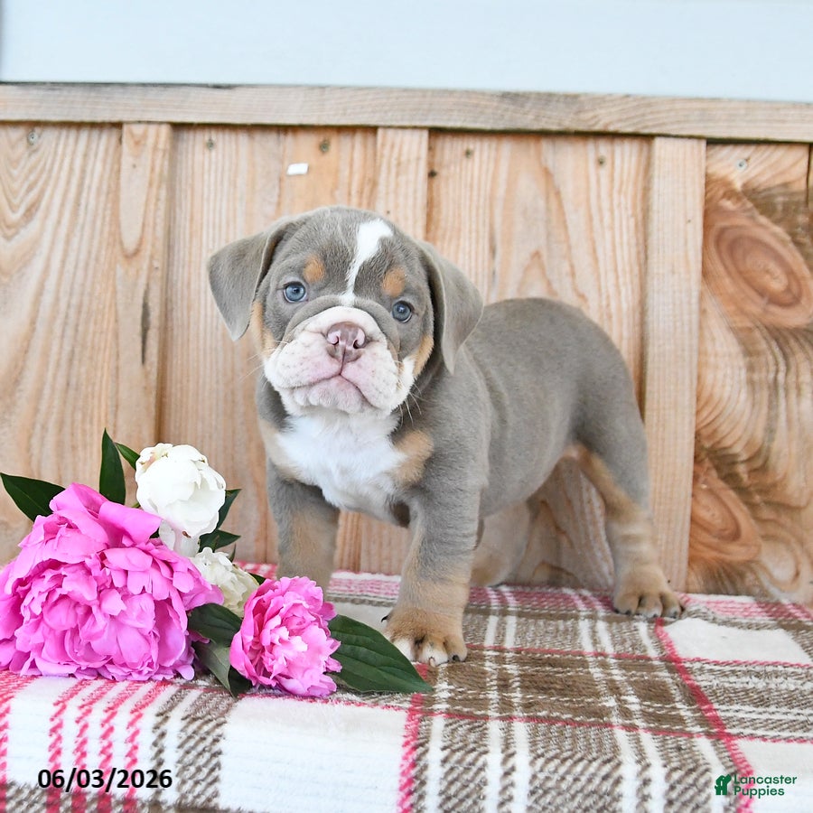 English Bulldog dogs Duke - Ad 2