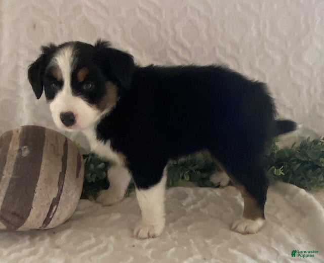 Australian Shepherd dogs Robin - Ad 2